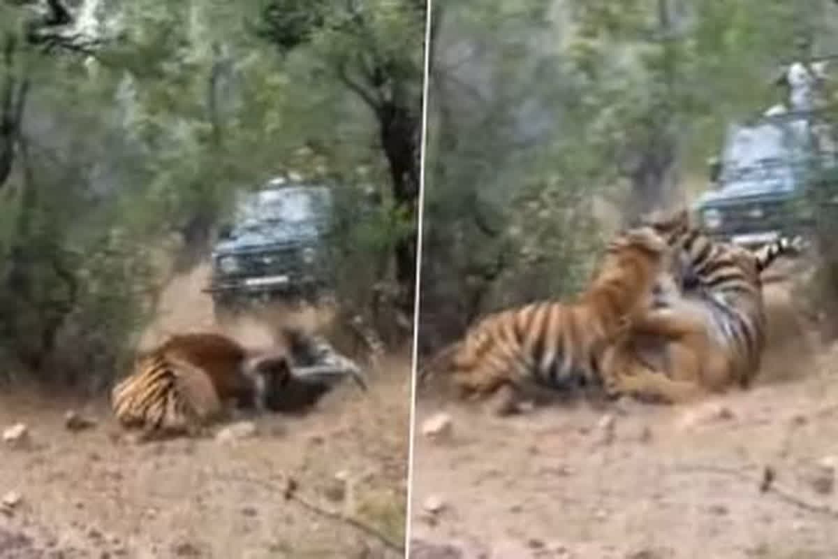 Viral Video : दो बाघिनों के बीच हुई खुनी जंग, एक-दूसरे को उठाकर पटका, आप भी देखे वायरल वीडियो