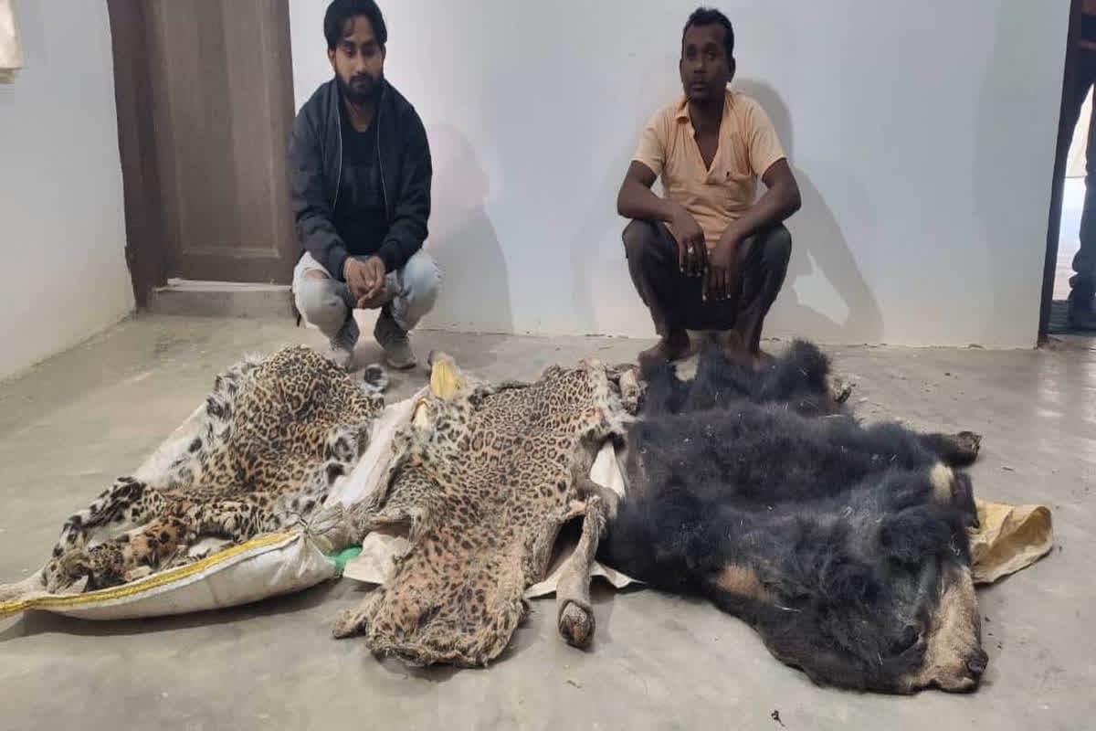 Wildlife Smugglers Arrested : वन विभाग की टीम को मिली बड़ी सफलता, हाथी दांत, तेंदुआ और भालू की खाल के साथ पांच आरोपी गिरफ्तार