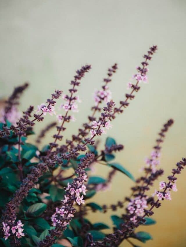 Tulsi Tips: क्या आप जानते हैं कि कौन सी चीजें तुलसी पर अर्पित नहीं करनी चाहिए? देखें