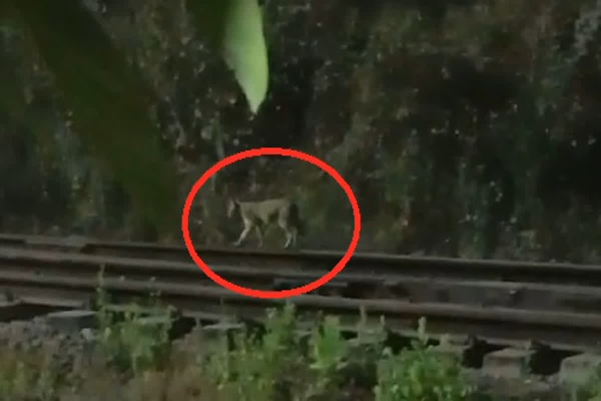 Bhilai Leopard Video : भिलाई स्टील प्लांट में देखा गया तेंदुआ, वीडियो आने से कर्मचारियों में मचा हड़कंप, प्रबंधन ने कही यह बड़ी बात