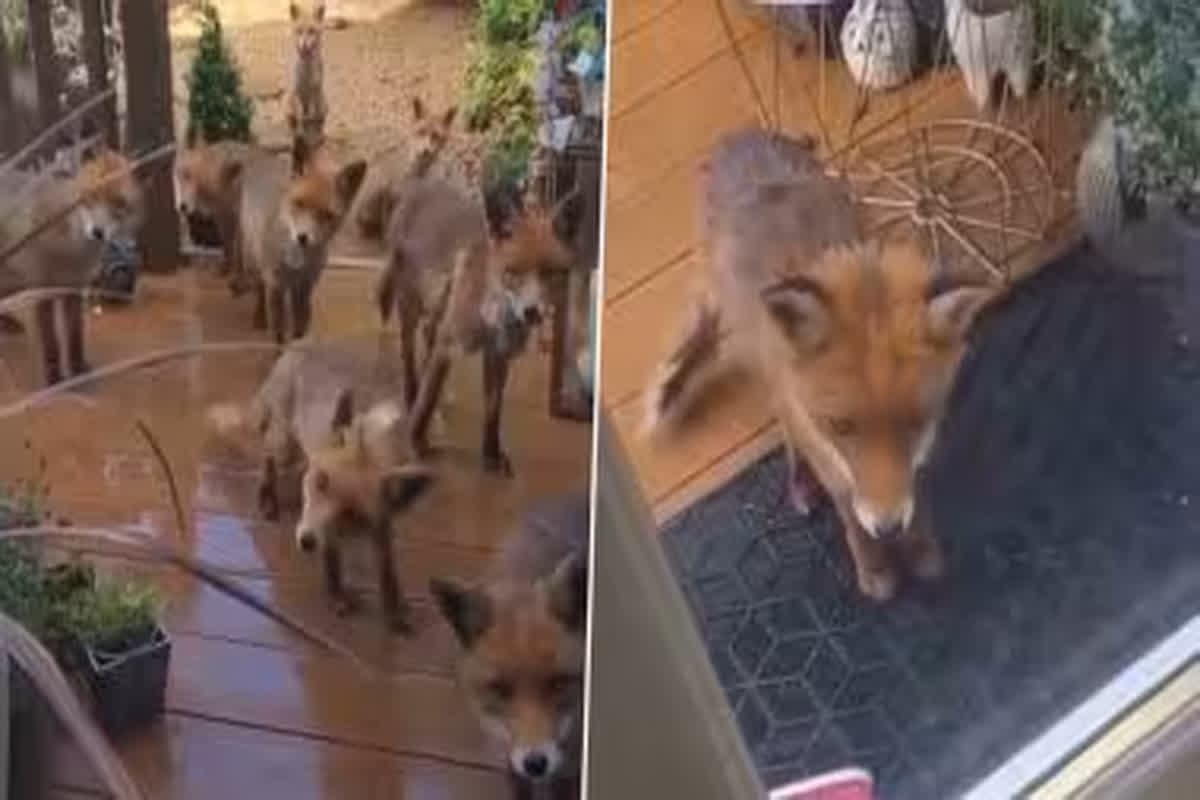 Viral Video: भूखी लोमड़ी को महिला ने खिलाया खाना, वीडियो हुआ वायरल, देखने वालों को नहीं हो रहा यकीन