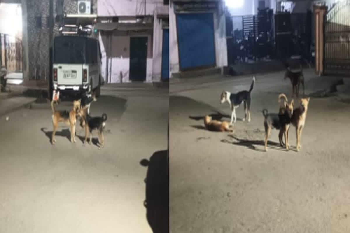 Raipur News: रानी लक्ष्मी बाई वार्ड में आवारा कुत्तो ने बढ़ाई लोगों की मुश्किलें, परेशान हो रहे बच्चे और बुजुर्ग, कब टूटेगी प्रशासन की नींद?
