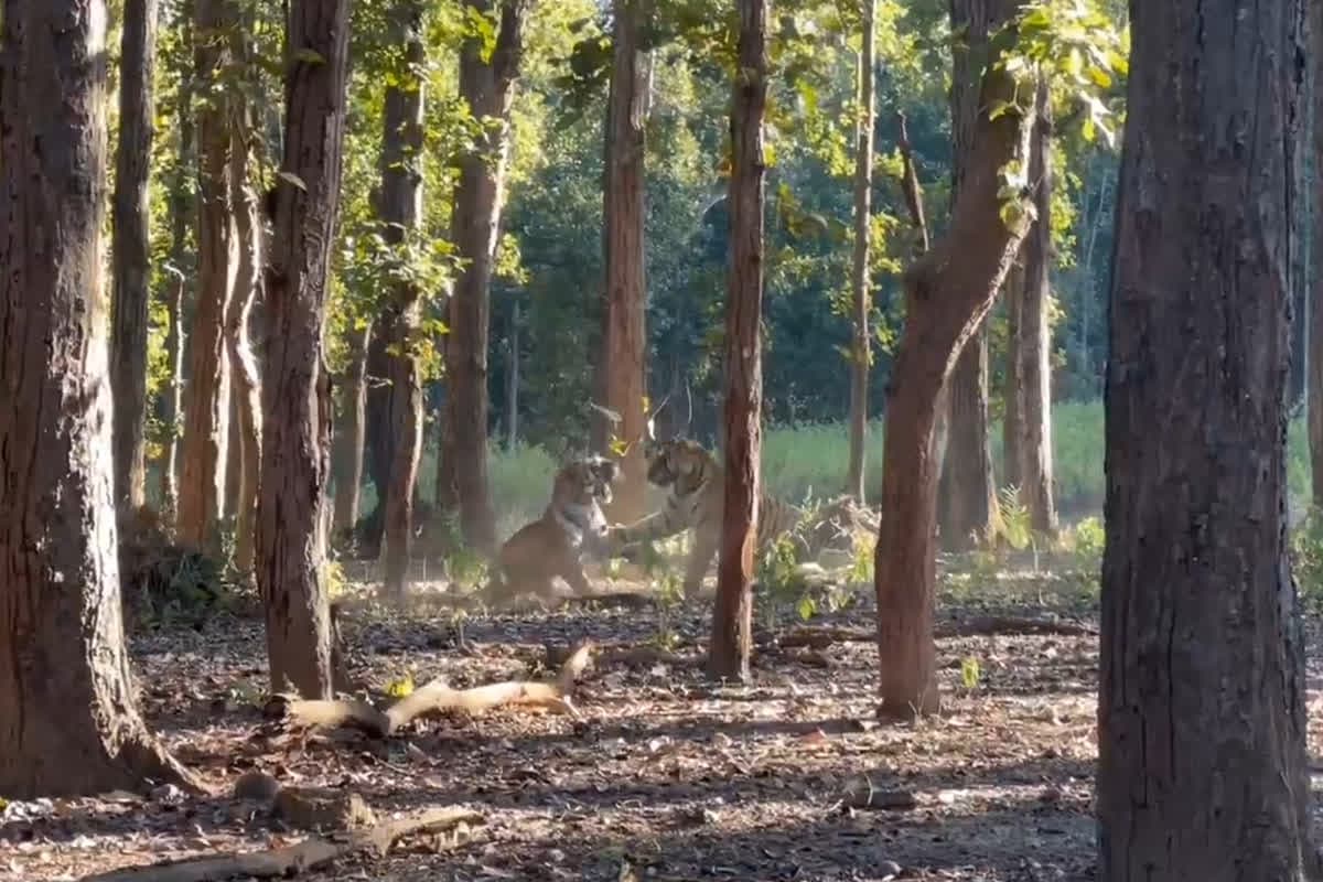 Tiger Fighting Video: एक-दूसरे की जान के प्यासे बने दो मेल टाइगर, ये थी लड़ाई की वजह! कैमरे में कैद हुआ जानलेवा झगड़े का वीडियो