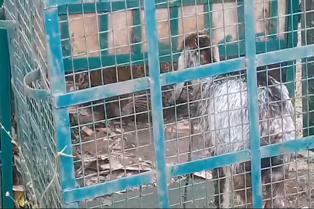 Guna Leopard Rescue: जंगल से भटक कर शहर में पहुंचा तेंदुआ अब पिंजरे में कैद, 20 दिनों की मशकक्त के बाद लोगों ने ली राहत की सांस