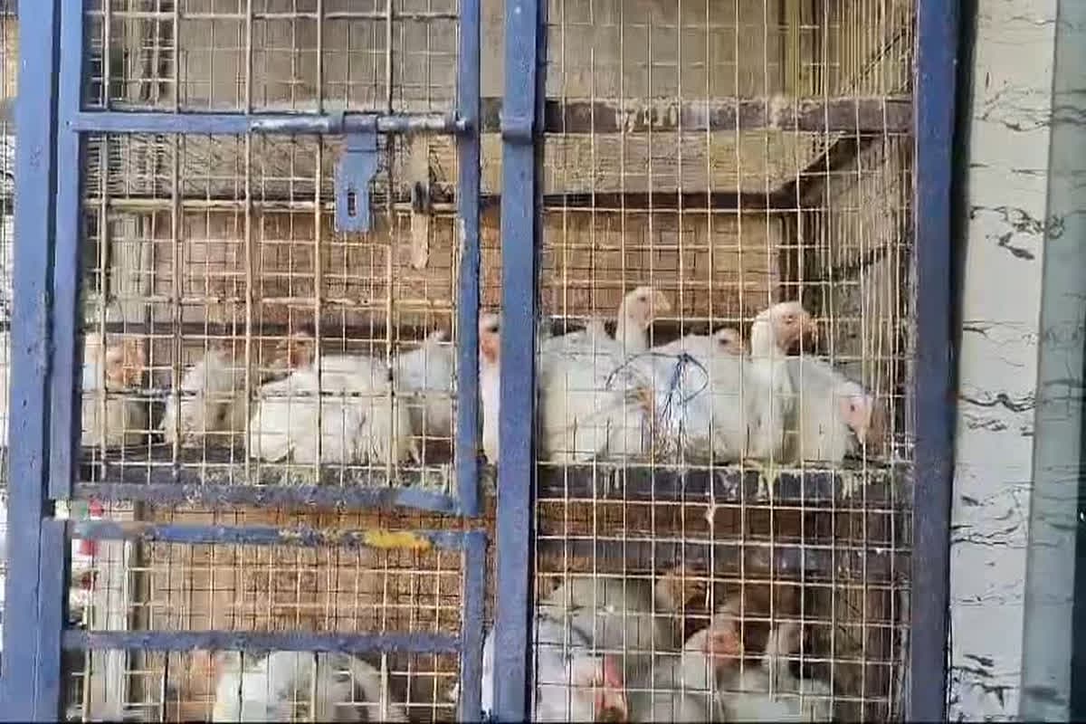 Bird Flu Alert in Surguja District: छत्तीसगढ़ के इस जिले में बर्ड फ्लू को लेकर अलर्ट.. इन इलाकों को सर्विलांस जोन किया घोषित, दिए ये निर्देश