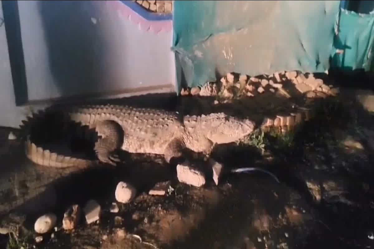 Crocodile In The Village : गांव की सैर पर निकला 14 फीट लंबा मगरमच्छ, नजर पड़ते ही उड़े लोगों के होश, आप भी देखिए वीडियो
