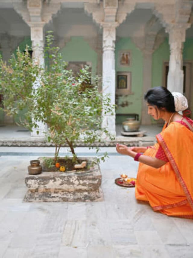 Tulsi Plant Tips: व्यक्ति के अच्छे दिन आने से पहले तुलसी देती है ये संकेत, जानिए