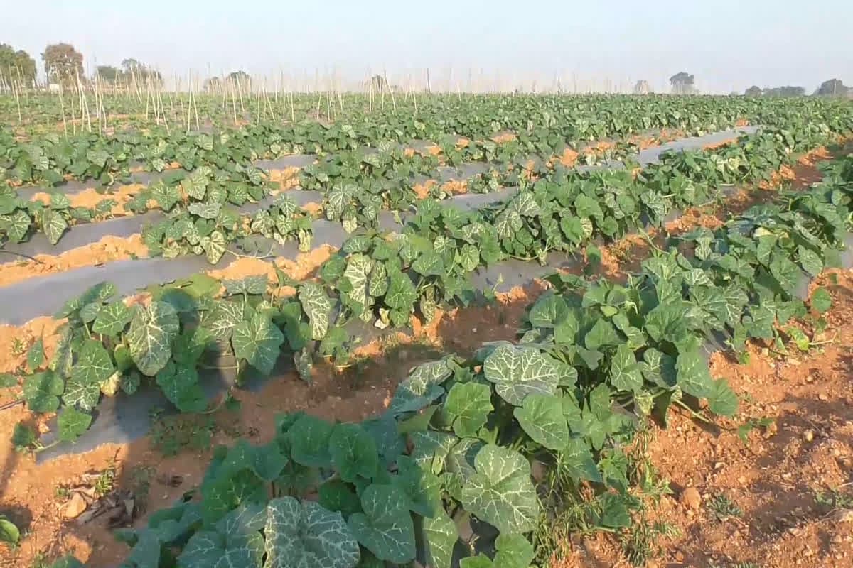 Ashish Shah’s Story of Organic Farming : बंजर जमीन पर छाई हरियाली! ऑर्गेनिक खेती से ये किसान कर रहा 50 लाख का टर्नओवर, जानिए कैसे चमकी किस्मत