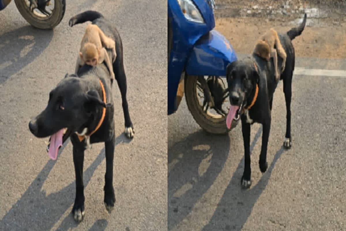 Viral Video: इस अनोखी दोस्ती ने जीता लोगों का दिल, कुत्ते की पीठ पर बैठकर बंदर ने उठाया सफर का लुत्फ, जमकर वायरल हो रहा वीडियो