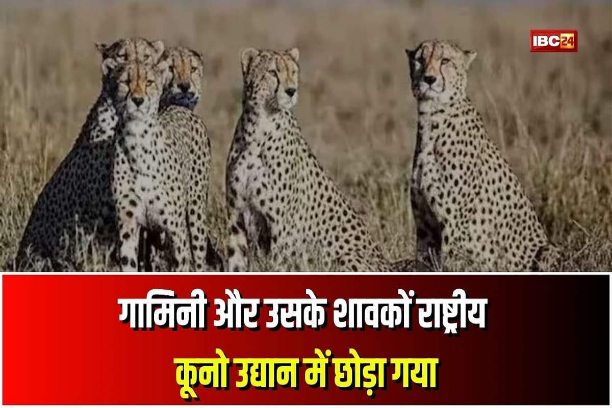 MP News: राष्ट्रीय कूनो उद्यान में बढ़ेगा चीतों का कुनबा! 4 बच्चों के साथ जंगल को गुलजार करेगी गामिनी