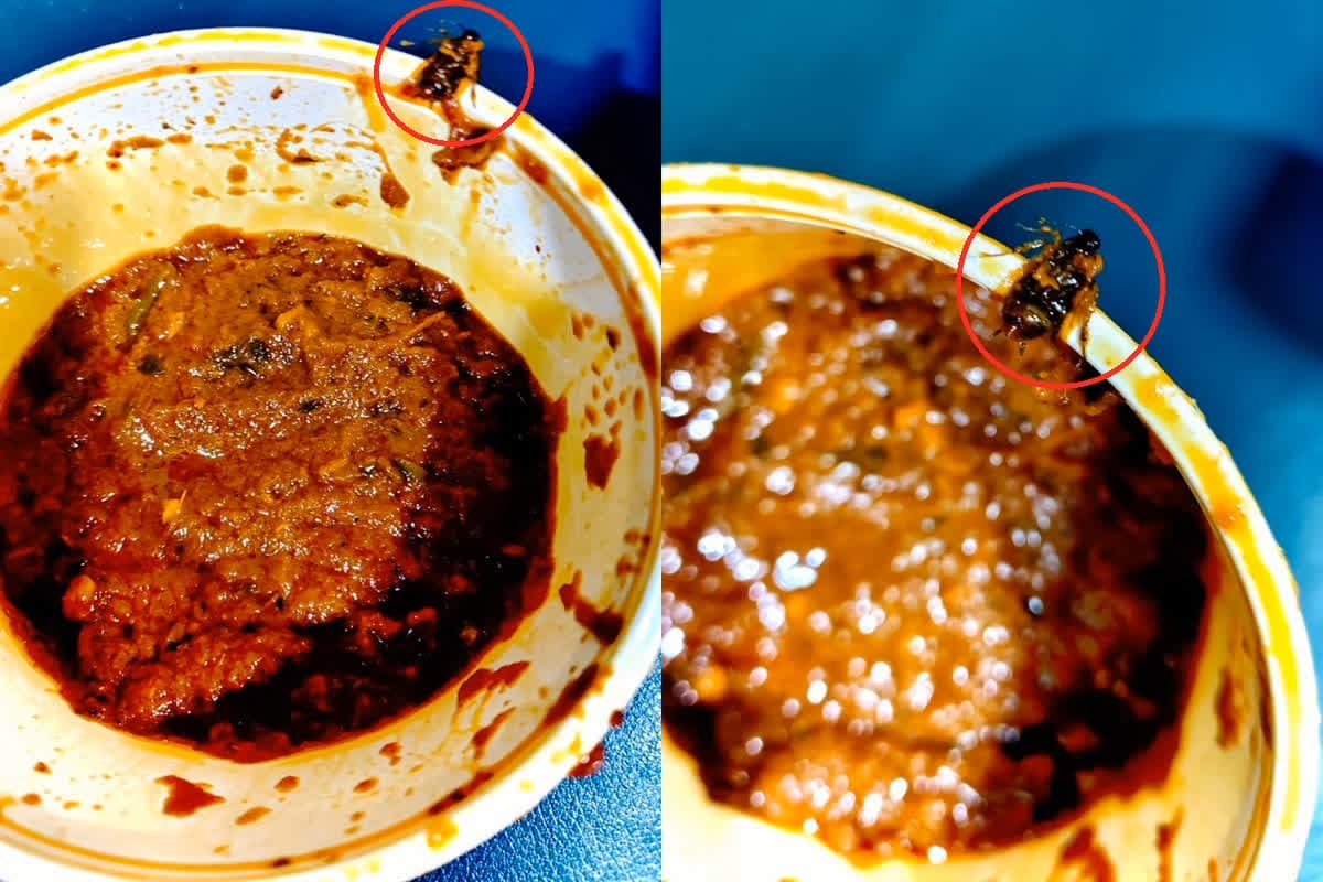 Cockroaches Found in Kadhai Paneer | Image source: IBC24
