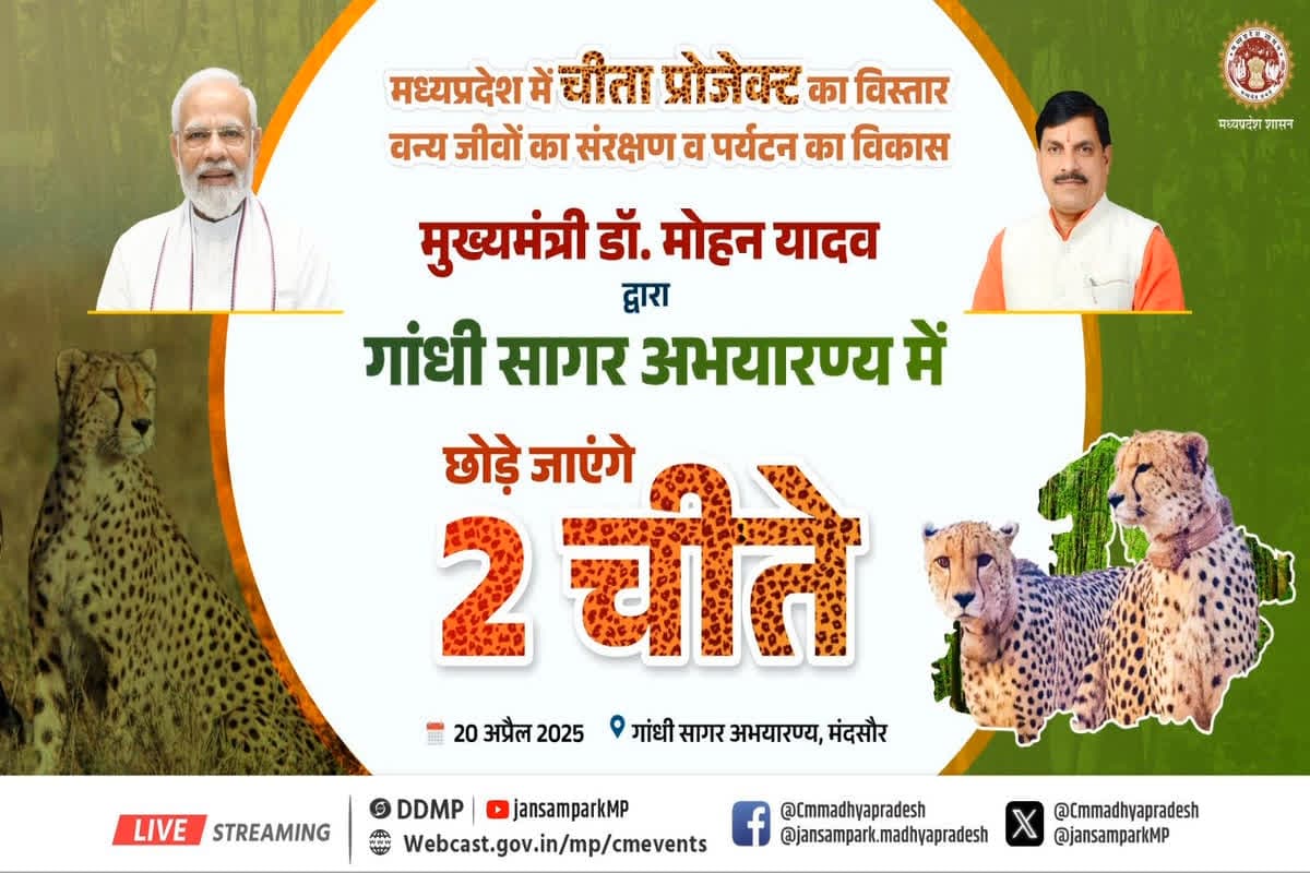 Cheetah in Gandhinagar Sanctuary: एमपी में चीतों को मिल गया नया आशियाना, कूनो के बाद सीएम मोहन यादव आज गांधी सागर अभ्यारण्य में छोड़ेंगे चीते