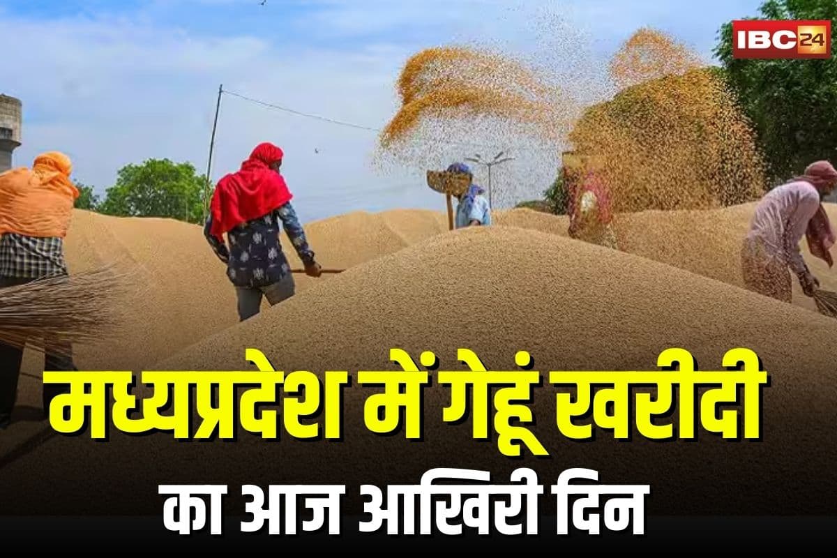 Madhya Pradesh Gehu Kharidi 2025: गेहूं बेचने वालों के लिए अलर्ट! आज है अंतिम दिन, सिर्फ 50 दिनों में जुटा 73.92 लाख मीट्रिक टन अनाज