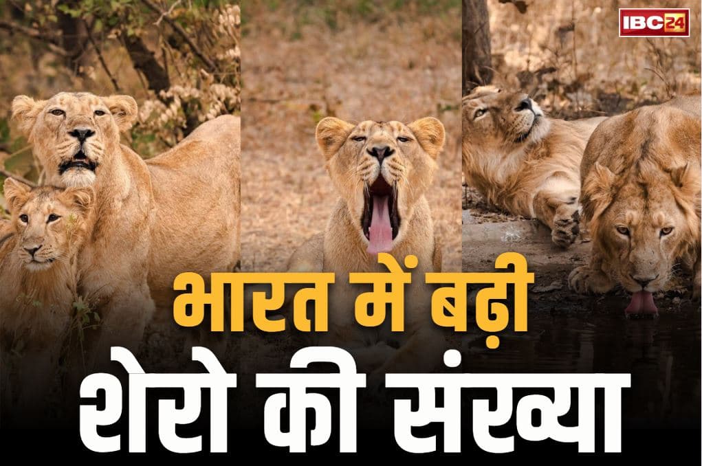 Lion population increases Update: इस राज्य में 32.2% तक बढ़ी शेरों की आबादी.. 2020 में थे 674 शेर, अब हुए 900 के करीब, देखें आंकड़ा