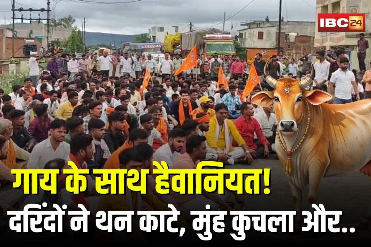 Cow Killing in Damoh: गाय के साथ हैवानियत! दरिंदों ने थन काटे, मुंह कुचला और जननांगों पर किया हमला, गौहत्या के विरोध में बजरंग दल का चक्काजाम
