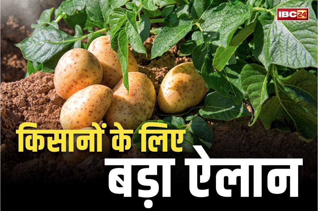 Potato MSP 2025 News: किसानों के लिए बड़ी खबर.. सरकार करेगी आलू के लिए MSP का ऐलान, बिचौलियों की टूट जाएगी कमर..