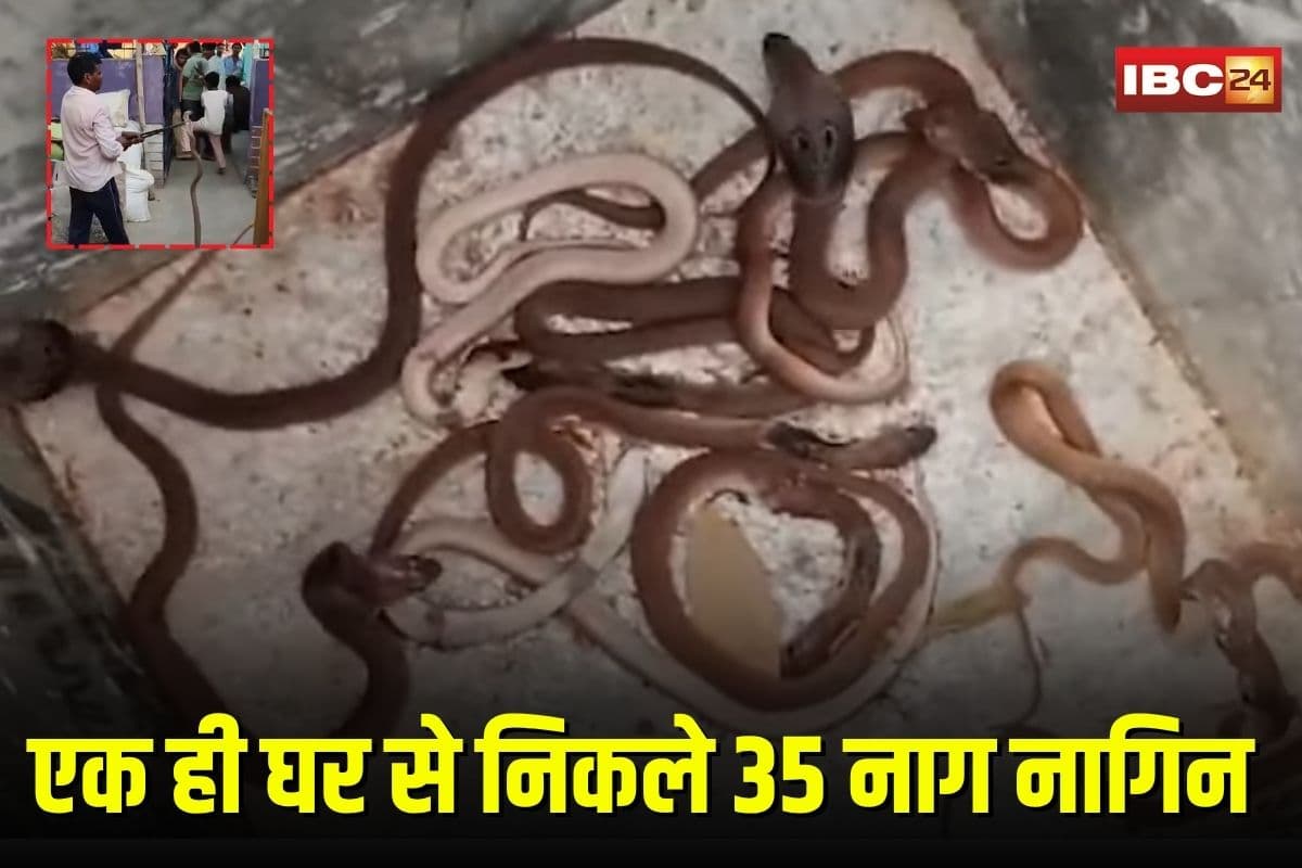 Nag Nagin Viral Video: छत्तीसगढ़ के इस गांव में एक ही घर से निकले 35 नाग नागिन, दहशत के बीच जयकारों की गूंज, नागलोक जैसी तस्वीरें वायरल