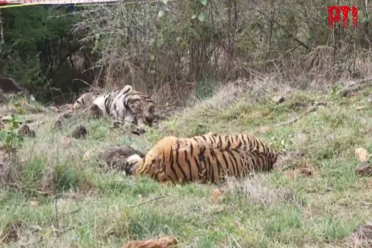 Five Tigers Died: एक साथ पांच बाघों की मौत.. इस अभयारण्य संदिग्ध परिस्थितियों में मिले पाचों के शव, मचा हड़कंप