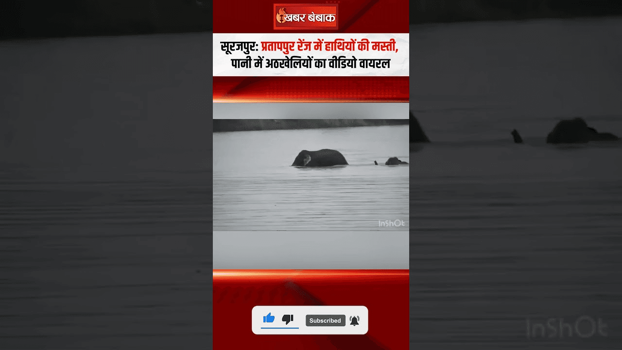 Surajpur: Pratapur Range में हाथियों की मस्ती, पानी में अठखेलियों का वीडियो वायरल
