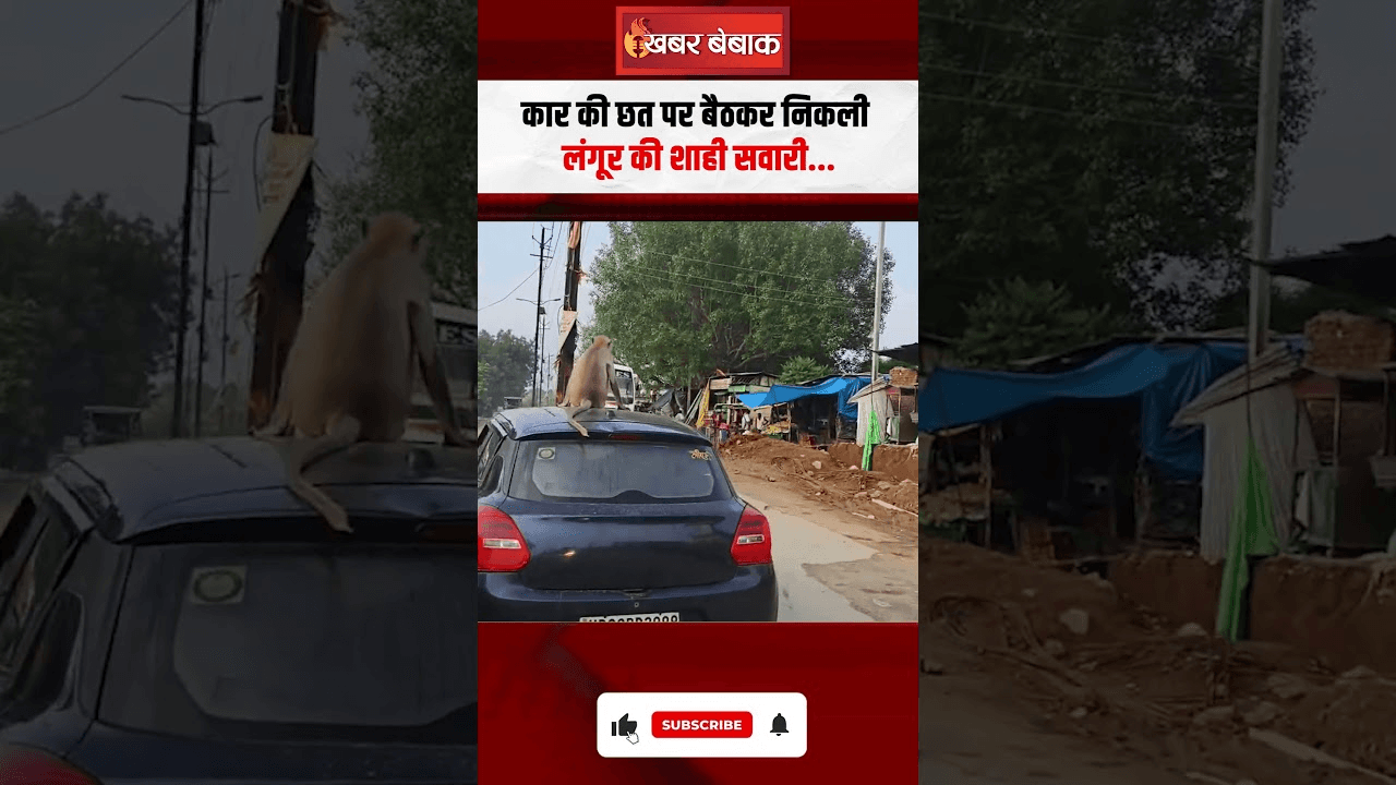 Monkey Viral Video: कार की छत पर बैठकर निकली लंगूर की शाही सवारी…