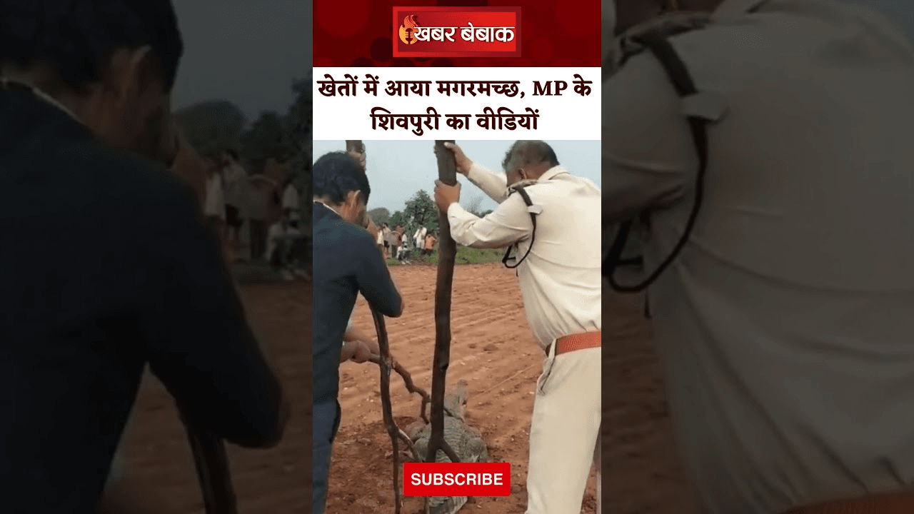 Shivpuri Viral Video: खेतों में आया मगरमच्छ, MP के Shivpuri का वीडियों
