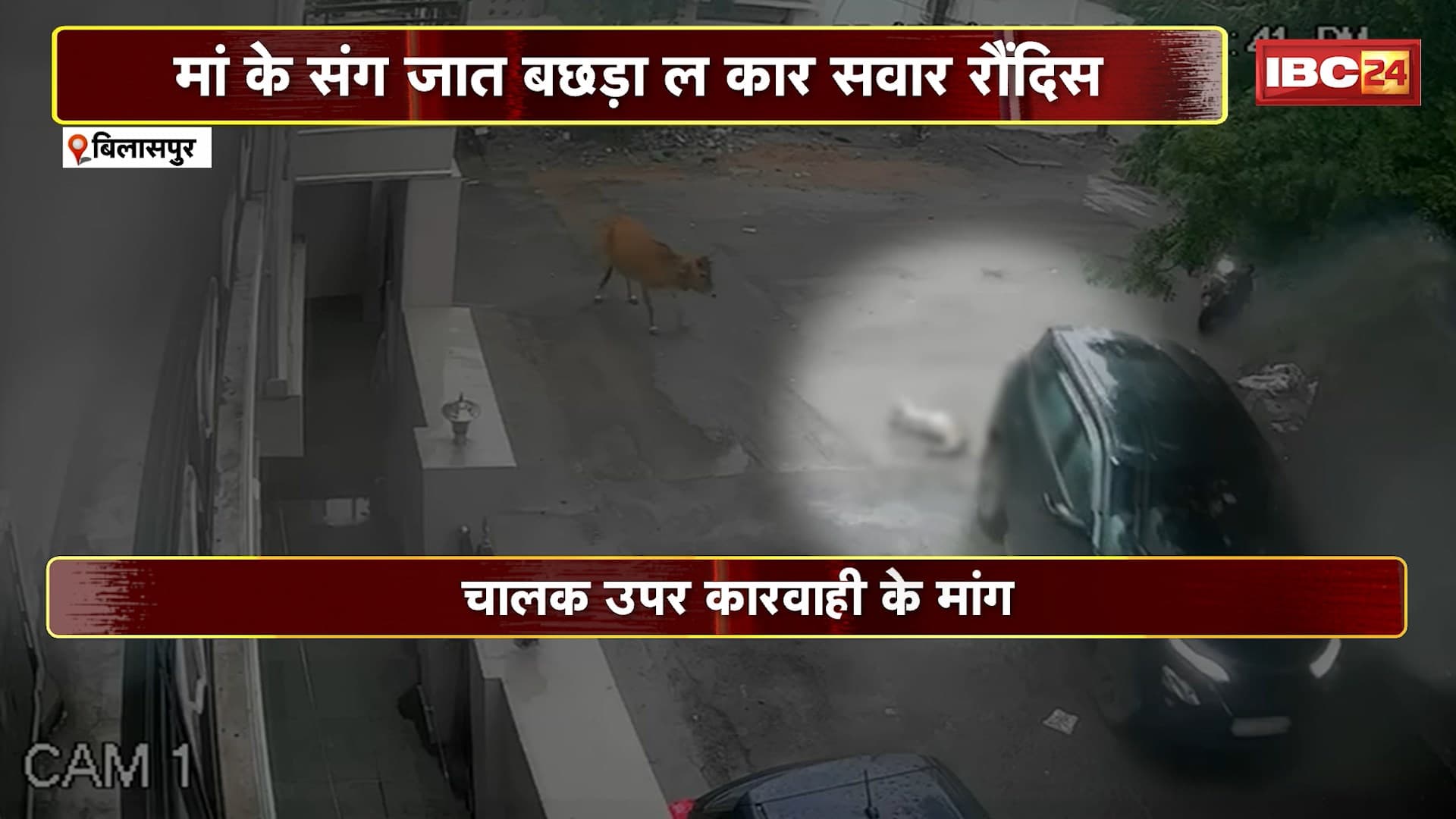 Bilaspur Accident News: मां के साथ जा रहे बछड़े को कार सवार ने रौंदा। पूरी घटना CCTV कैमरे में कैद। देखिए..