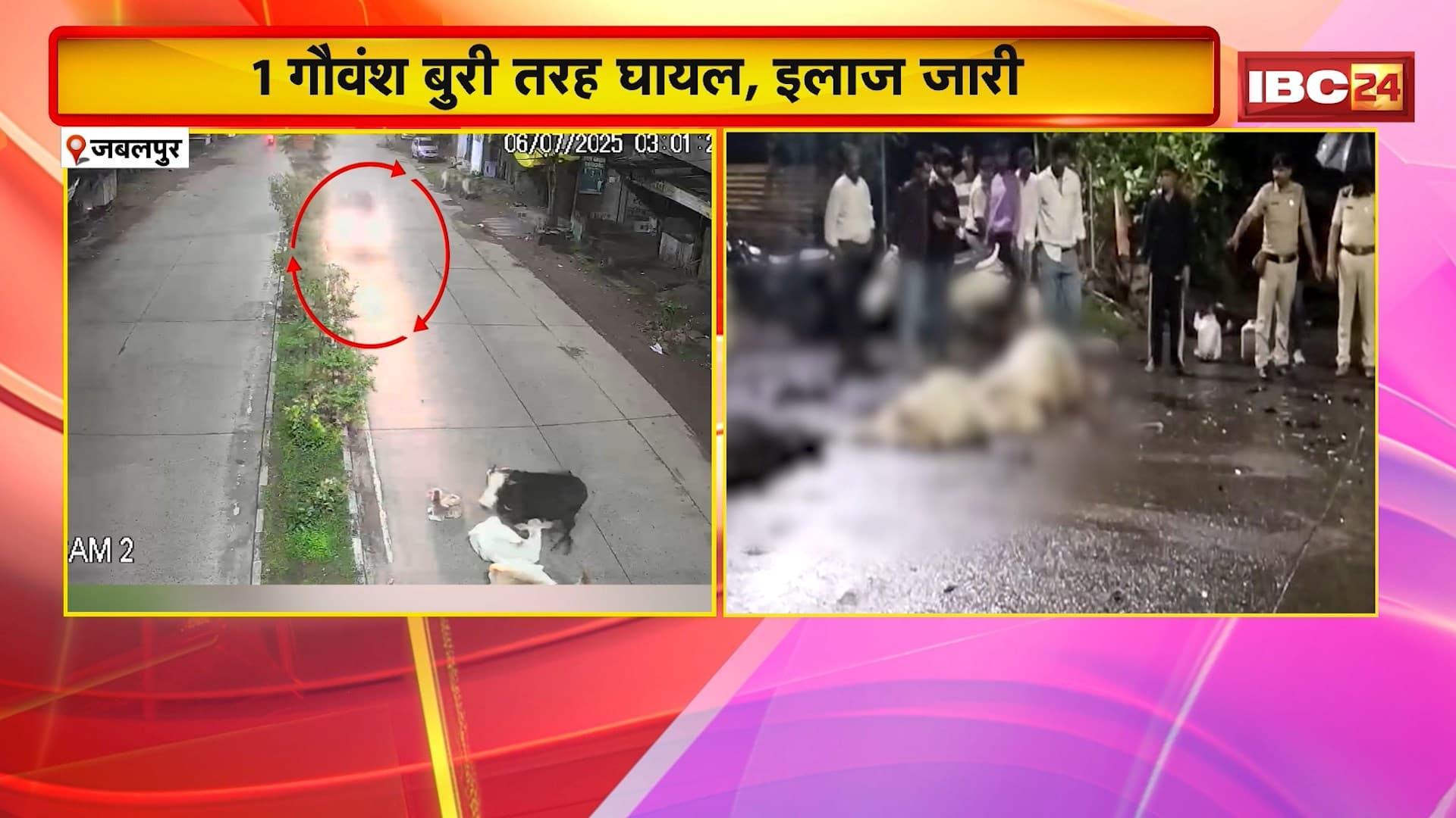 Jabalpur News: सड़क पर बैठे गौवंश को तेज रफ्तार कार ने कुचला। हादसे में 4 गायों की हुई मौत। घटना का CCTV Video आया सामने। बिलहरी मुख्य मार्ग की घटना। देखिए…