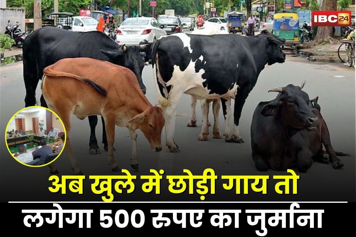 MP News: अब खुले में छोड़ी गाय तो लगेगा 500 रुपए का जुर्माना, कलेक्टर का सख्त आदेश, इस वजह से उठाया गया बड़ा कदम