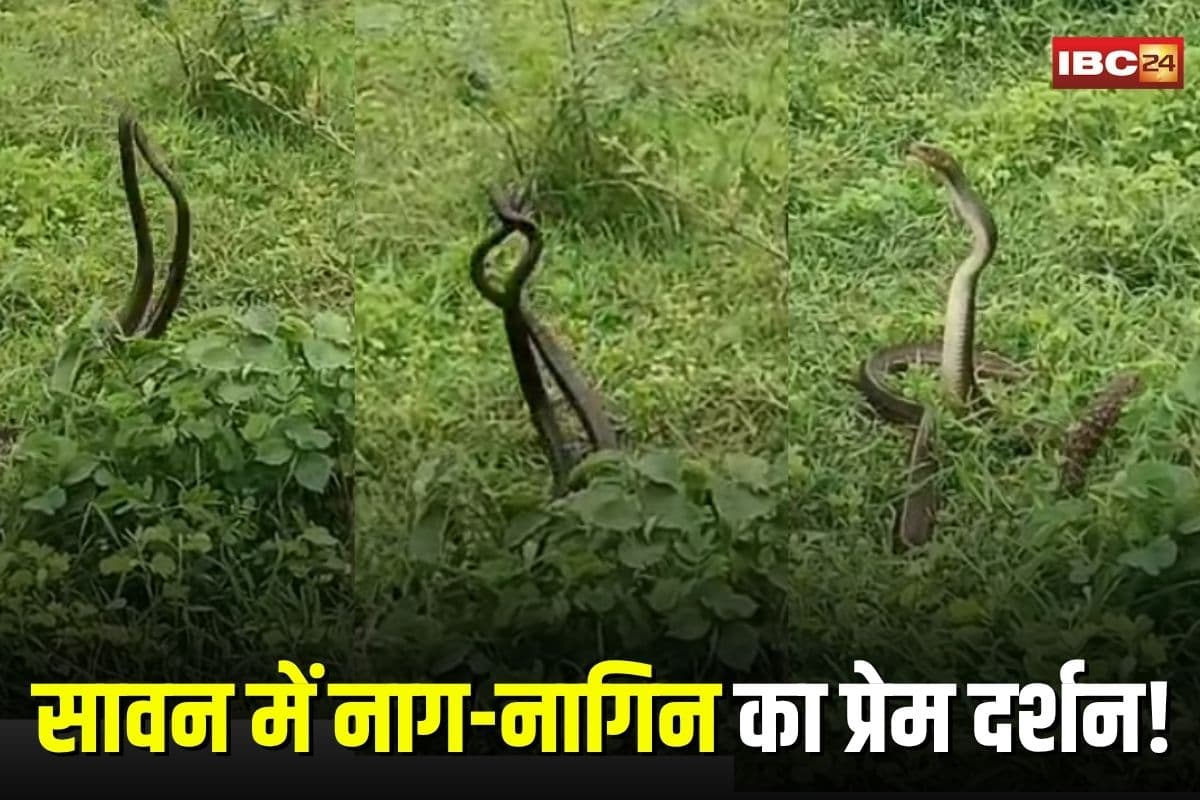 Nag Nagini Viral Video: सावन में नाग-नागिन का वायरल प्रेम दर्शन! आधे घंटे तक दिखा अद्भुत नज़ारा, लोग बोले- ये तो चमत्कार है
