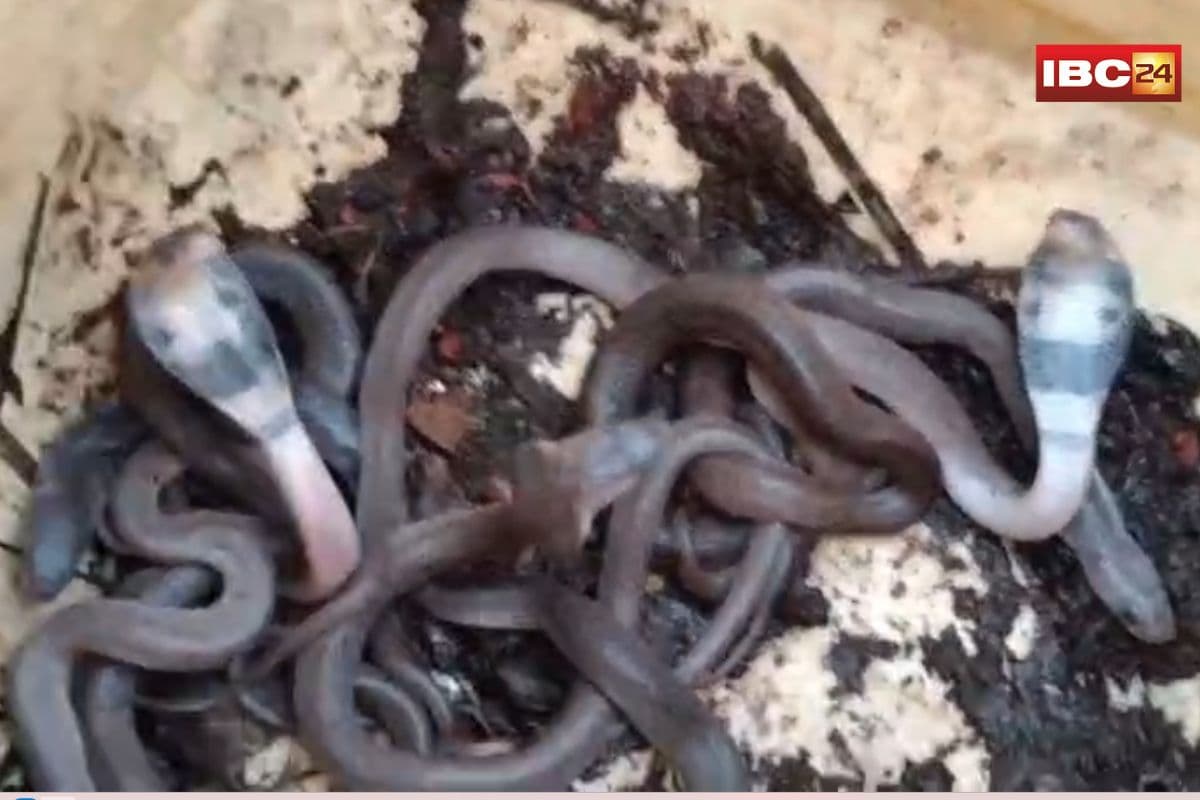 Ratlam News: महालक्ष्मी मंदिर में नागलोक के दर्शन! दीवार में मिले कोबरा के 10 बच्चे, सावन में उमड़ी दर्शन को श्रद्धालुओं की भीड़
