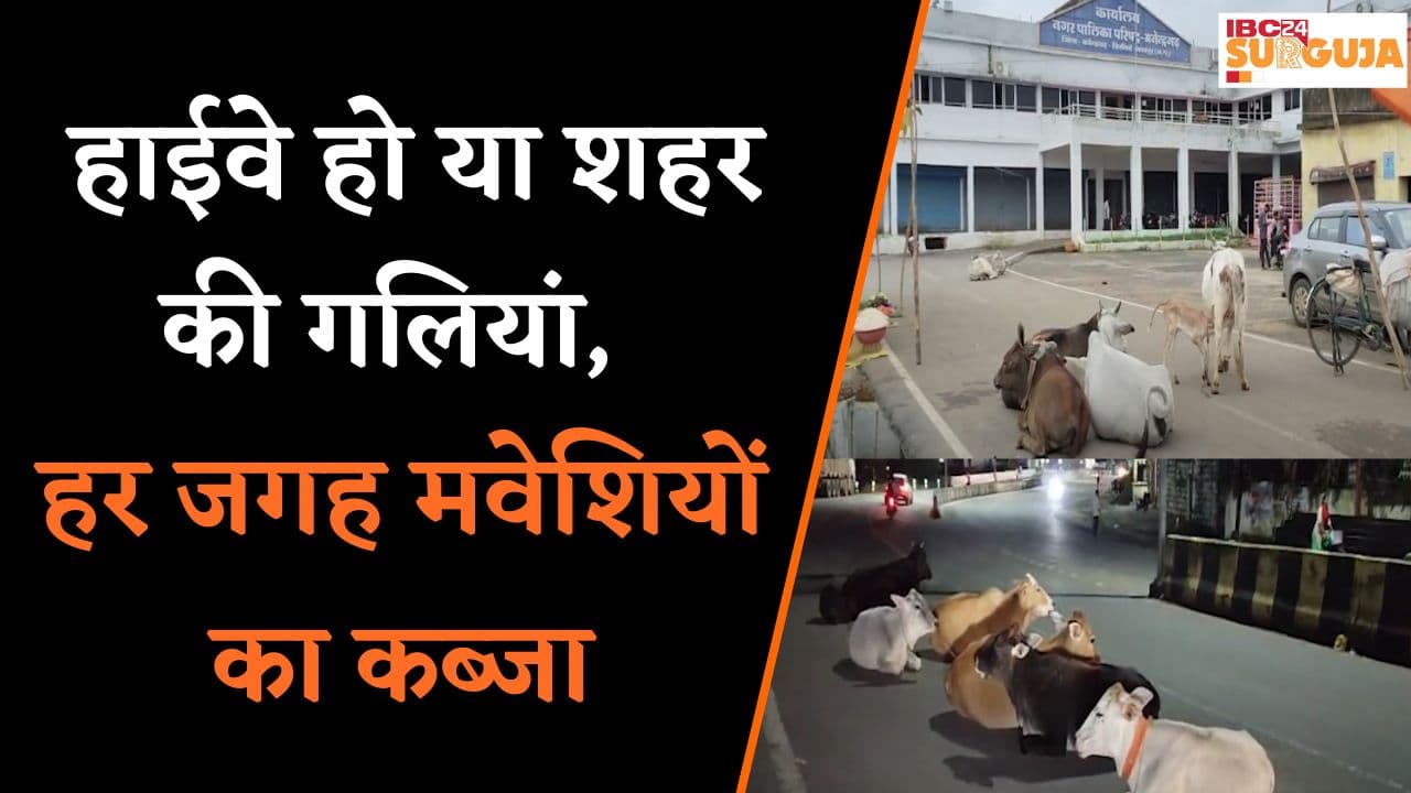 Koria News: सड़कों पर आवारा पशुओं का जमावड़ा, शहर से लेकर हाईवे तक चालक हो रहे परेशान |