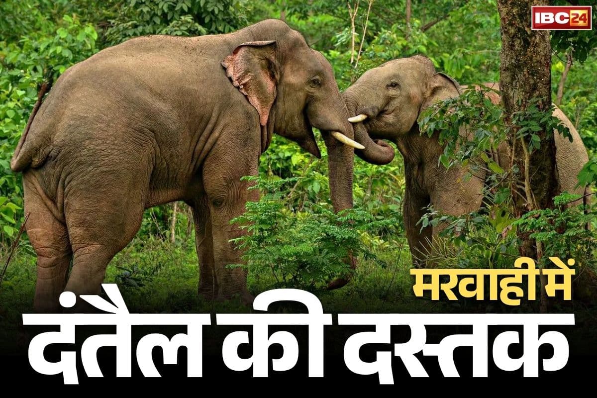 Chhattisgarh Elephant Attack News: छत्तीसगढ़ के इस इलाके में मौत बनकर घूम रहे है जंगली हाथी.. घरों को तोड़ रहे, फसलों को रौंद रहे