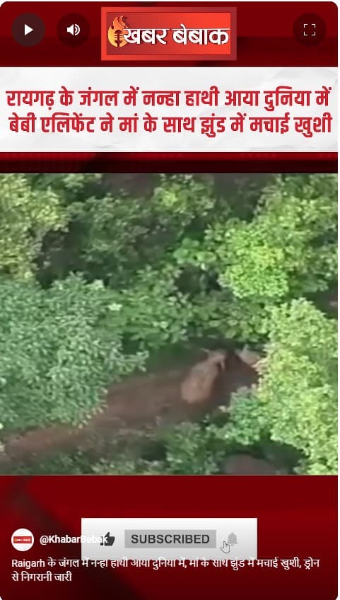 Raigarh के जंगल में नन्हा हाथी आया दुनिया में, मां के साथ झुंड में मचाई खुशी, ड्रोन से निगरानी जारी