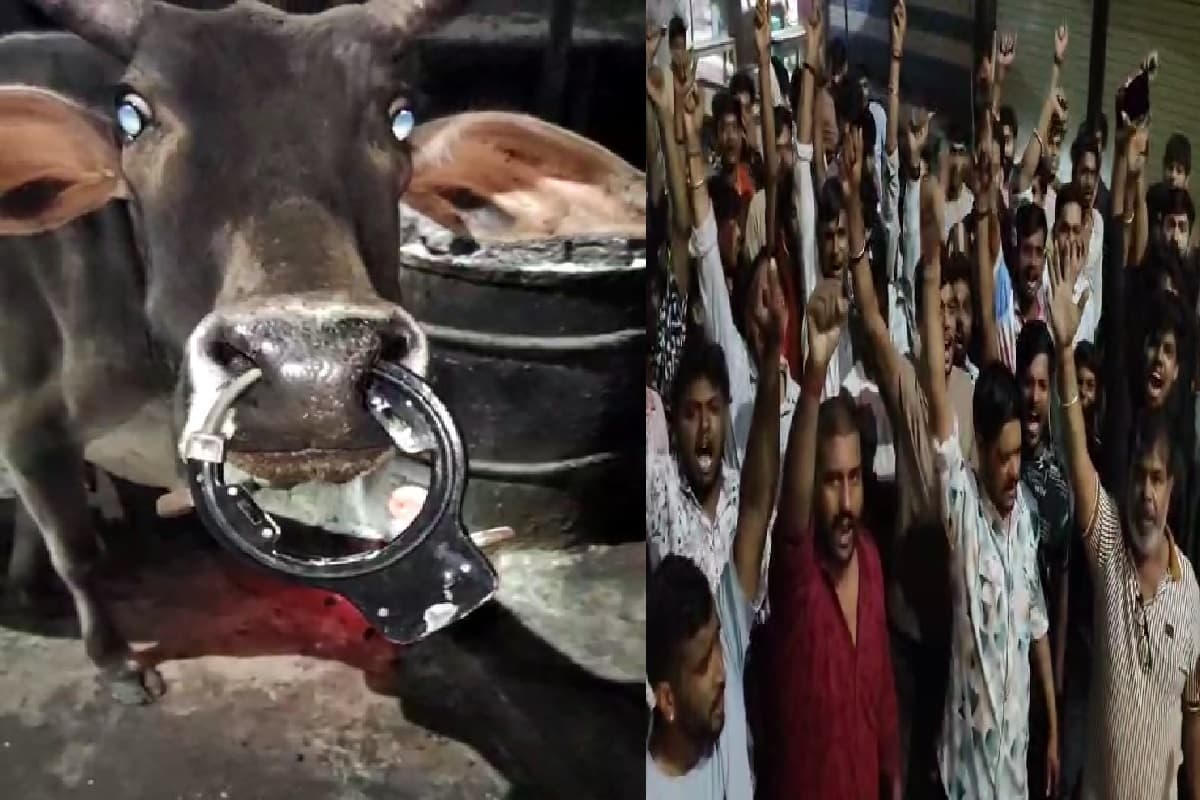 Guna News: गाय की नाक में असामाजिक तत्व ने लगा दिया साइकिल का ताला, वीडियो वायरल होते फूटा हिंदू संगठनों का गुस्सा