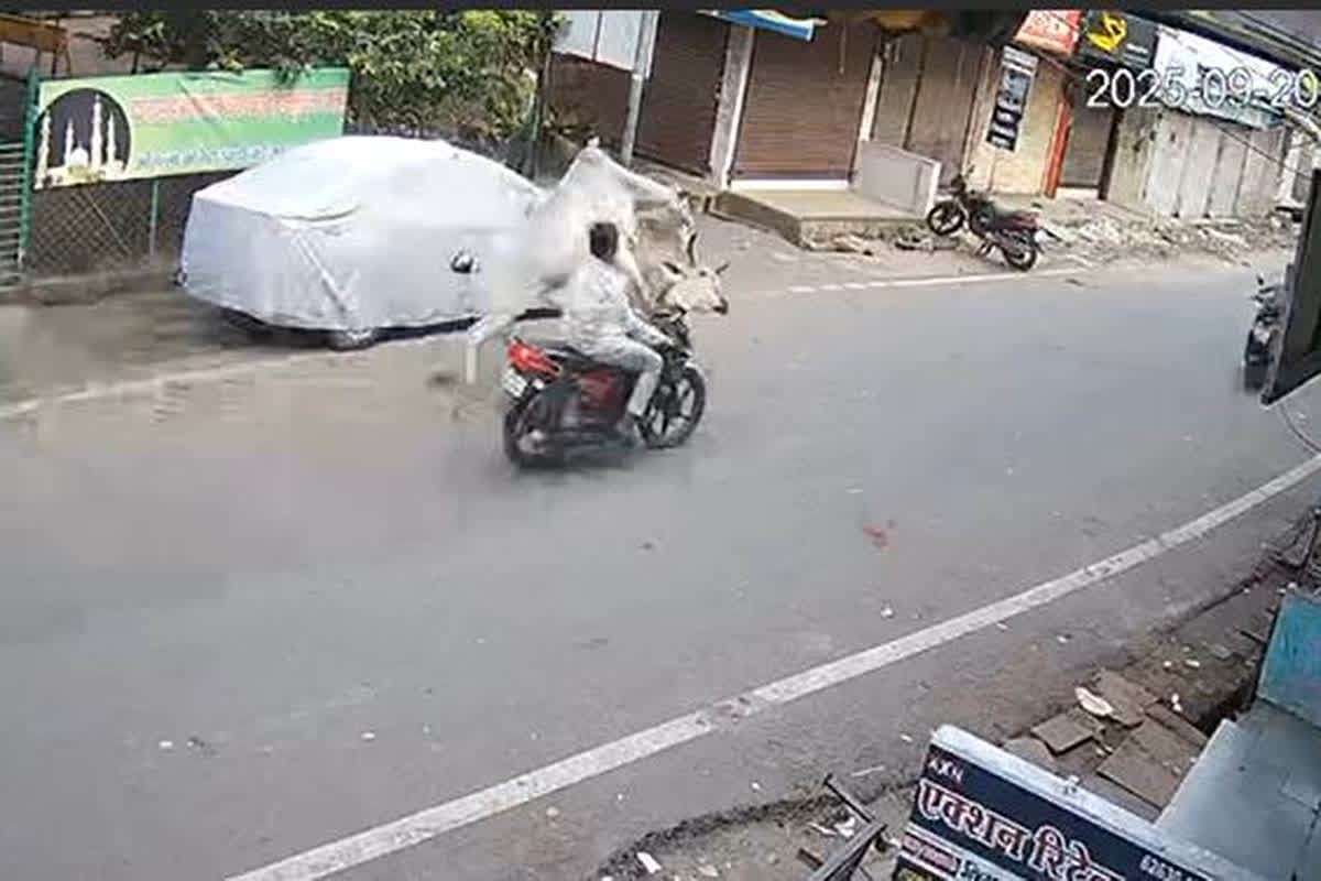 Shajapur News: बीच सड़क पर दो आवारा सांडों ने की लड़ाई, बाइक और स्कूटी को लिए चपेट में, अब सोशल मीडिया पर वायरल हुआ वीडियो
