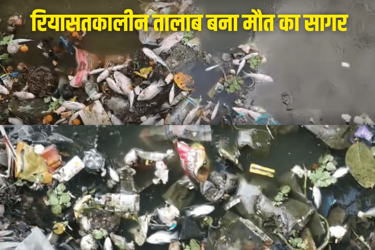 Rajnandgaon News : रियासतकालीन तालाब बना मौत का सागर! पर्यटकों के आकर्षण का केंद्र थी ये मछलियां, अब बनी लोगों की परेशानी की वजह