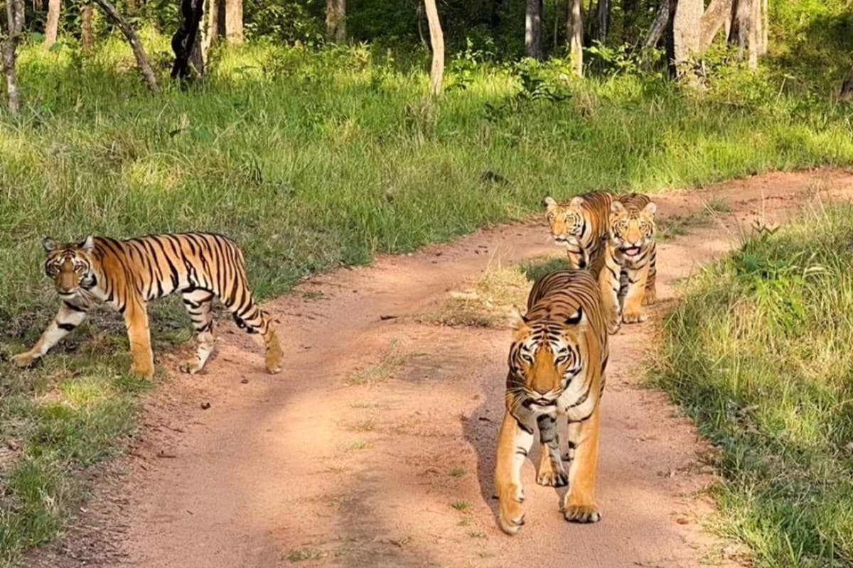 MP Tiger Reserve: मध्यप्रदेश के सभी टाइगर रिजर्व में मोबाइल बैन, इस एरिया में जाकर नहीं ले पाएंगे सेल्फी, इस वजह से लिया गया बड़ा फैसला