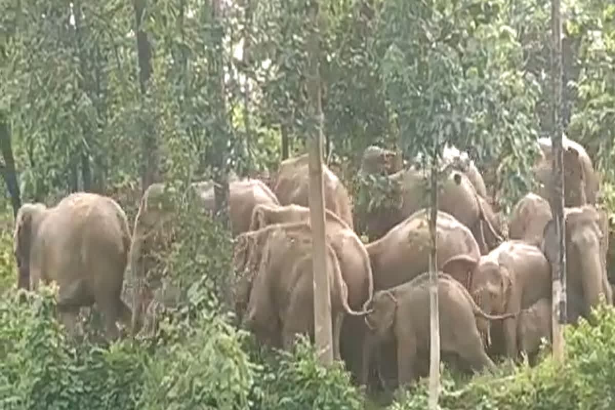 Elephant Movement in CG: ओडिशा से छत्तीसगढ़ आया आतंकी हाथियों का दल, इस जिले में मचा हड़कंप, अगला निशाना कौन सा इलाका?