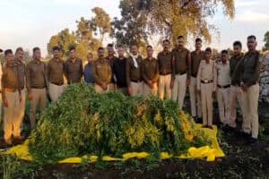 Neemuch Crime News: गेहूं-सरसों की आड़ में हो रही थी इस खतरनाक चीज की खेती, पुलिस ने जब्त किया 10 लाख से ज्यादा का माल