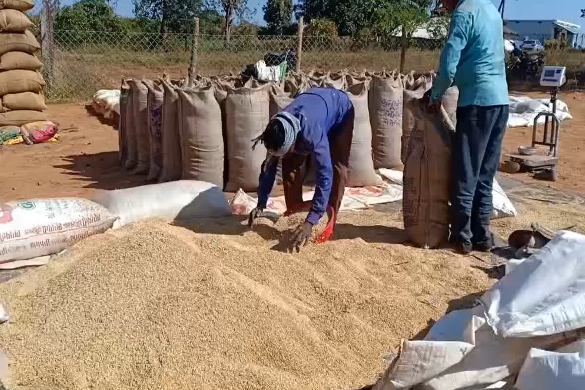 CG Dhan Kharidi News: ‘धान को चूहा खा गया..’, छत्तीसगढ़ के इस धान खरीदी केंद्र से 22 हजार क्विंटल धान गायब, संग्रहण केंद्र प्रभारी निलंबित, डीएमओ को नोटिस