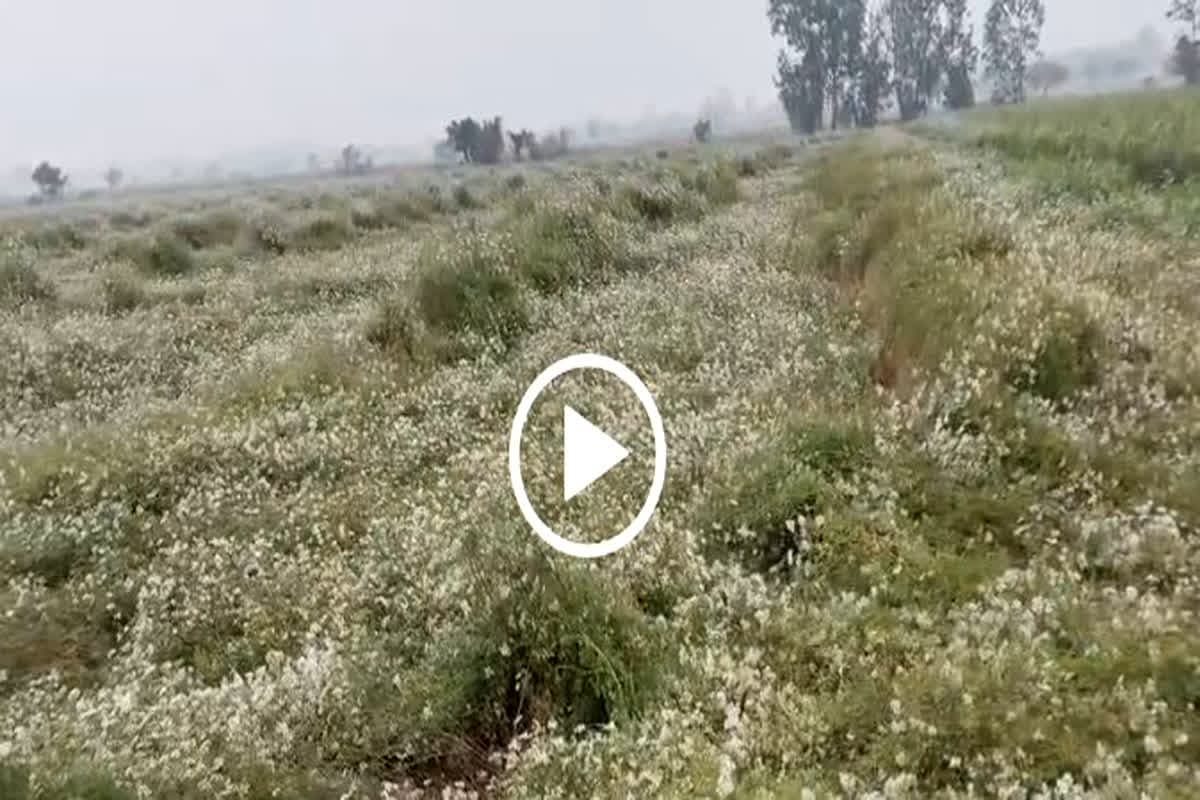 Weather Update: प्रदेश के आधा दर्जन जिलों में हुई झमाझम बारिश, कई जगहों पर ओले भी गिरे, फिर लौटी कड़ाके की ठंड