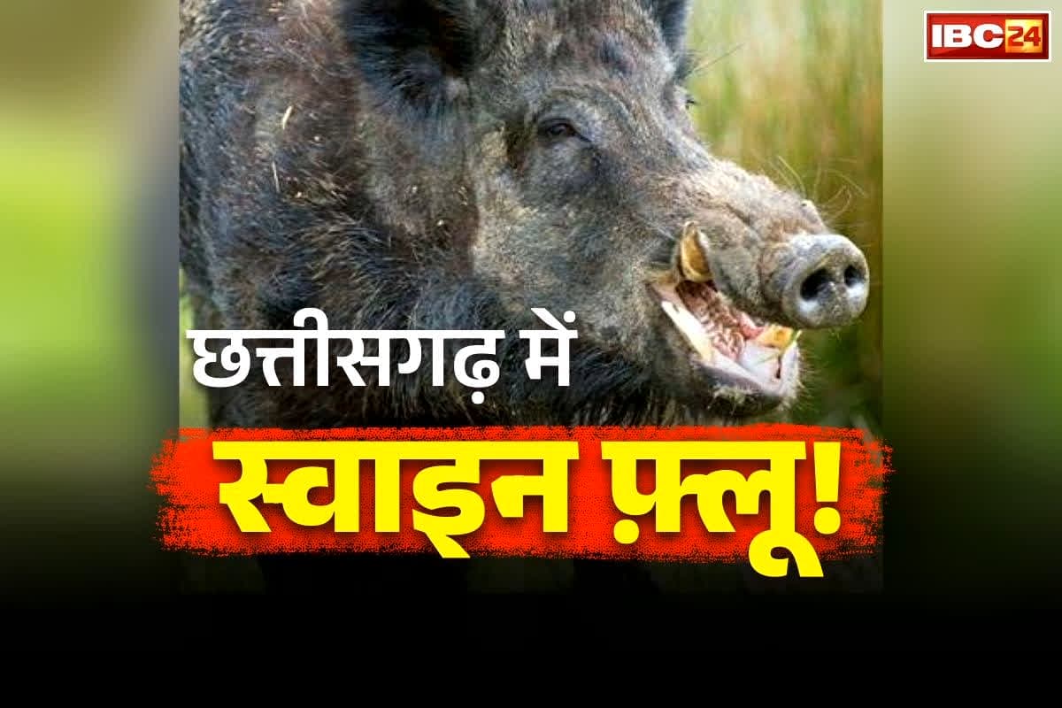 Chhattisgarh Swine Flu News: प्रदेश के जंगली सूअरों में स्वाइन फ़्लू की पुष्टि.. वन विभाग का सावधानी बरतने के निर्देश, यहाँ हुई थी बड़े पैमाने पर मौतें