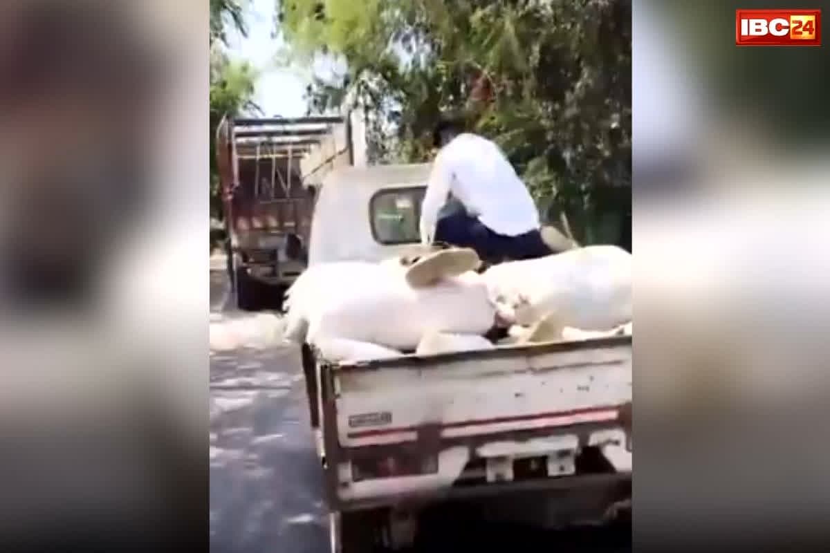 Chhatarpur Father Son Viral Video: “पापा… आंखें खोलिए पापा, प्लीज़ पापा”, पिता के लिए एम्बुलेंस नहीं मिली तो बेटे ने लोडर को बनाया सहारा, आगे की कहानी पढ़कर नम हो जाएंगी आपकी आंखें