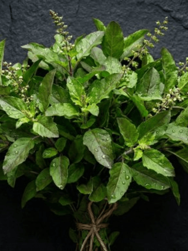 Tulsi Leaves Benefits: तुलसी खाने के ये फायदे जानकर हर कोई हैरान! खाली पेट सुबह सिर्फ 3-4 पत्ते बनाते हैं बड़ा अंतर