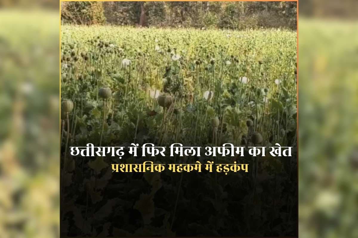 Chhattisgarh Afeem ki Kheti: अनाज पैदा करने वाले किसान क्यों उगा रहे नशे की फसल? छत्तीसगढ़ में एक और जगह हो रही अफीम की खेती, मामला सामने आते ही मचा हड़कंप