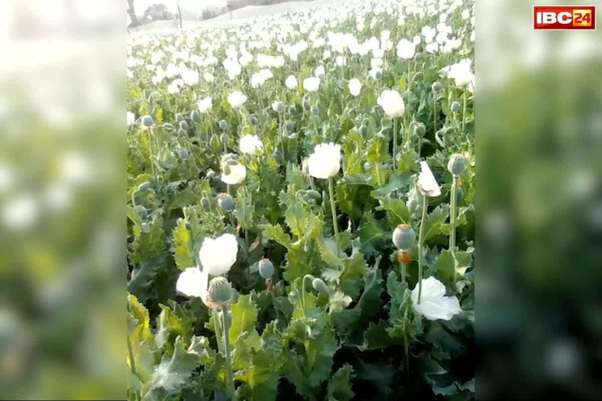 Chhindwara Afeem Ki Kheti: अब यहां मिली एक एकड़ रकबे में ‘अफीम की खेती’.. वन-विभाग तलाश रहा था कुछ और लेकिन हाथ लगी बड़ी कामयाबी..