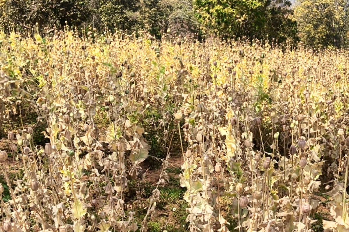 Illegal Afeem Farming Balrampur : अफीम के पूरे साम्राज्य का भंडाफोड़! मास्टरमाइंड गिरफ्तार, सिंडिकेट के खुल रहे एक के बाद एक खौफनाक राज़