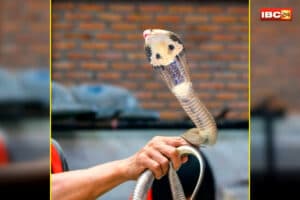 Snake Catching New Rules: अब बिना परमिशन के नहीं पकड़ पाएंगे सांप! बैठक में लिया गया फैसला, जानें वन विभाग का नया नियम