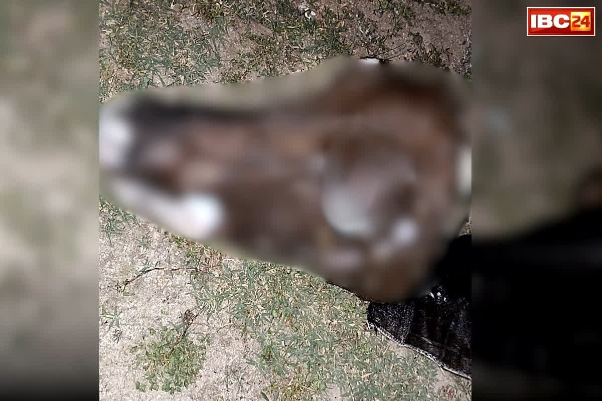 MP calf Head Incident: गौवंश के साथ हैवानियत..! इस हाल में मिला शरीर का ये अंग, कुछ ही दूर पर… हिंदू संगठन ने कर दिया बड़ा ऐलान