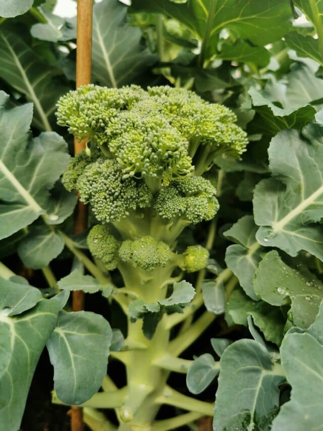 Benefits of Broccoli: ब्रोकली खाने से मिलते हैं ये चौंकाने वाले फायदे, जानकर आप भी रह जाएंगे हैरान